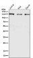 Anti-RENT1 / hUPF1 Rabbit Monoclonal Antibody